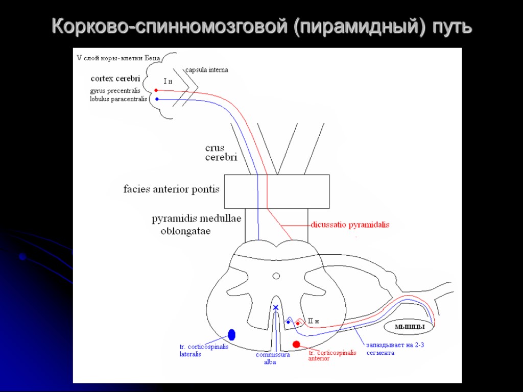 Корково спинномозговой путь схема