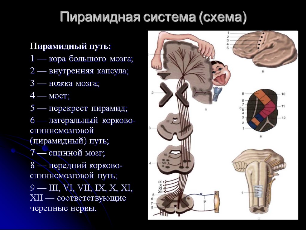 Латеральный корково спинномозговой