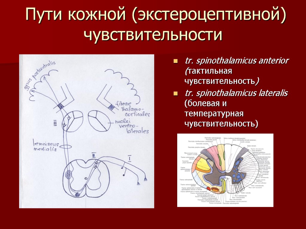 Схема сенсорной системы кожной чувствительности