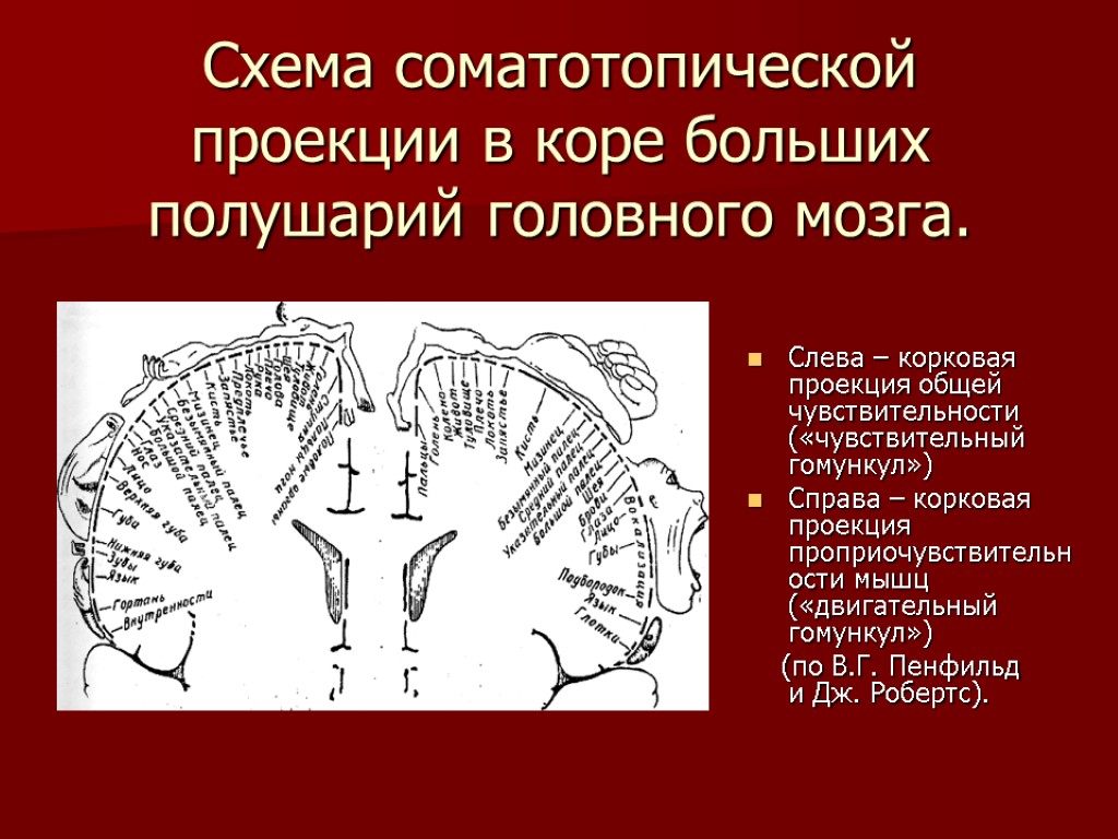 Проекция мозга. Соматотопическая проекция. Проекция тела в коре головного мозга. Соматотопическое распределение чувствительности в коре. Соматотопический принцип организации моторной коры.