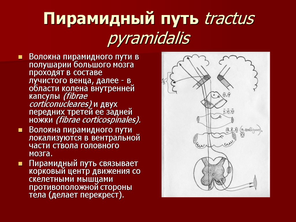 Пирамидные пути картинки