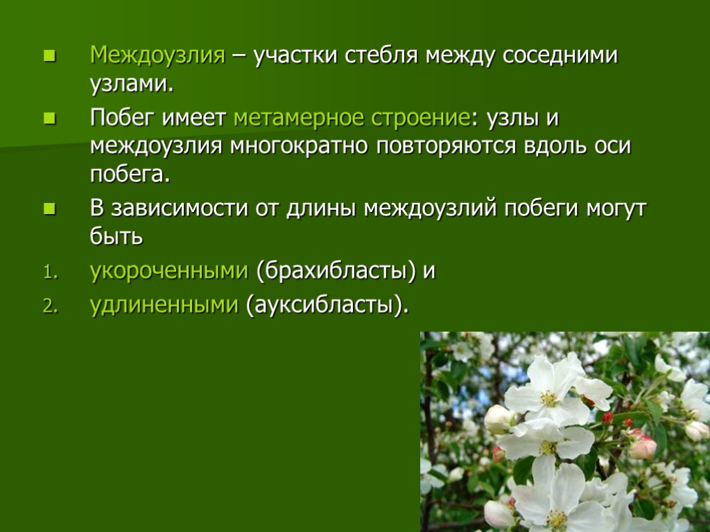 Как называется участок стебля. Участок стебля между узлами. Участок стебля между двумя узлами. Междоузлия это участки стебля между. Как называется участок стебля между узлами.