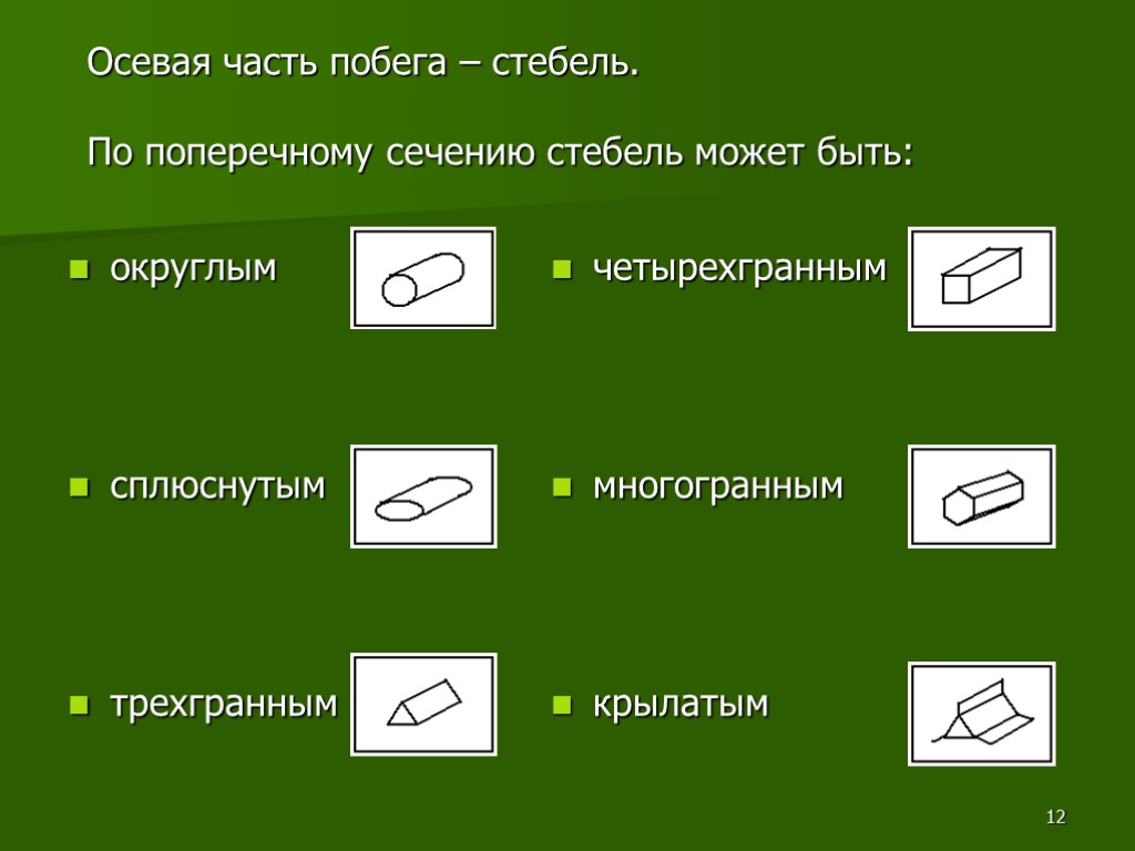 Формы стебля