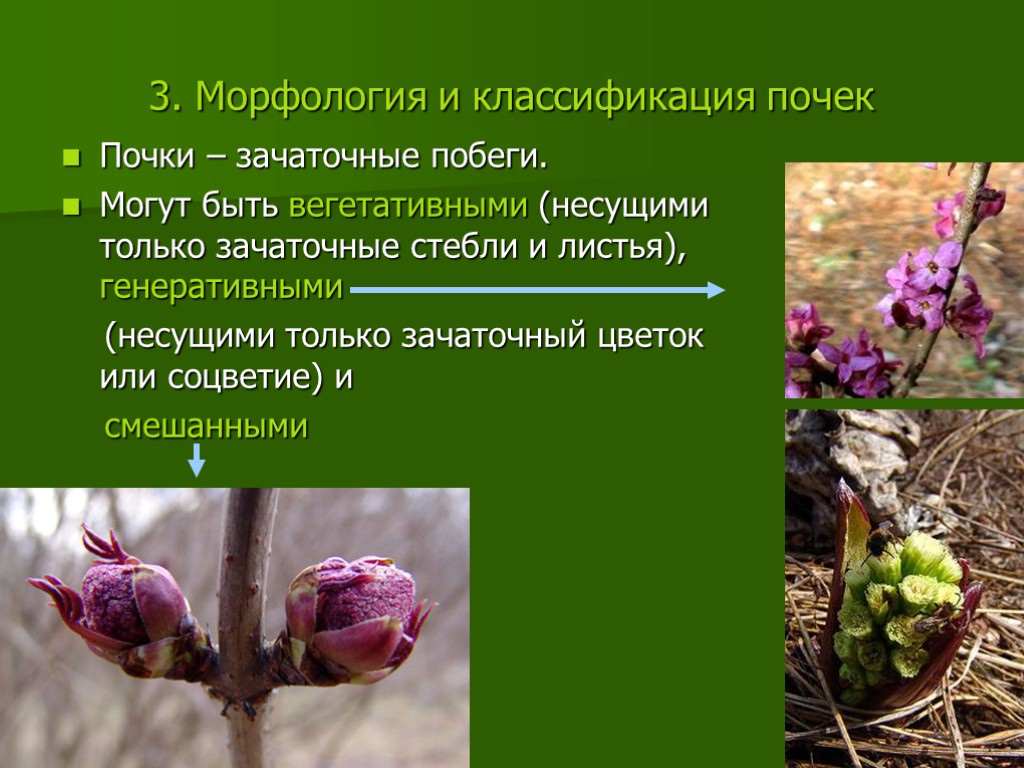 Растения обеспечивают жизнь другим растениям потому что. Классификация почек растений. Морфология побега. Морфология проростка. Прорастание побега из почки.