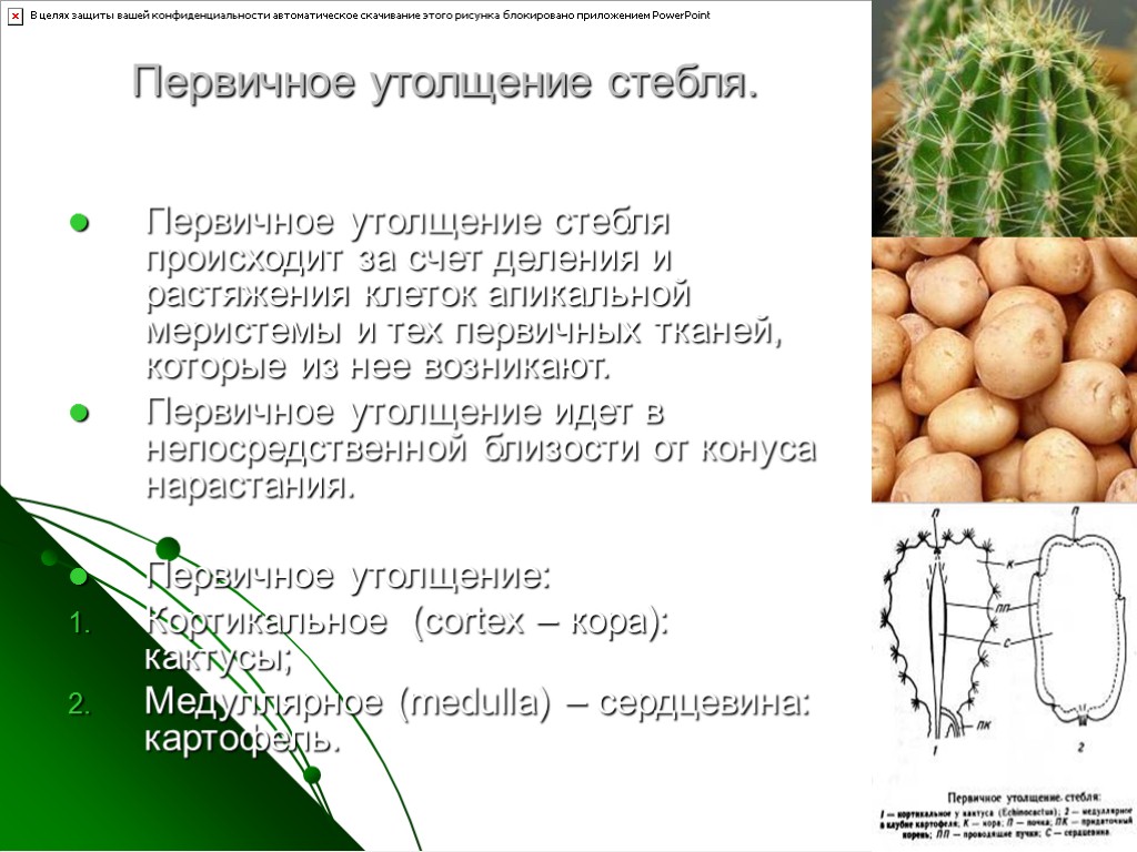 Толщина стебля. Первичное утолщение стебля. Первичное и вторичное утолщение стебля. Утолщенный стебель. Утолщение стебля происходит за счет.