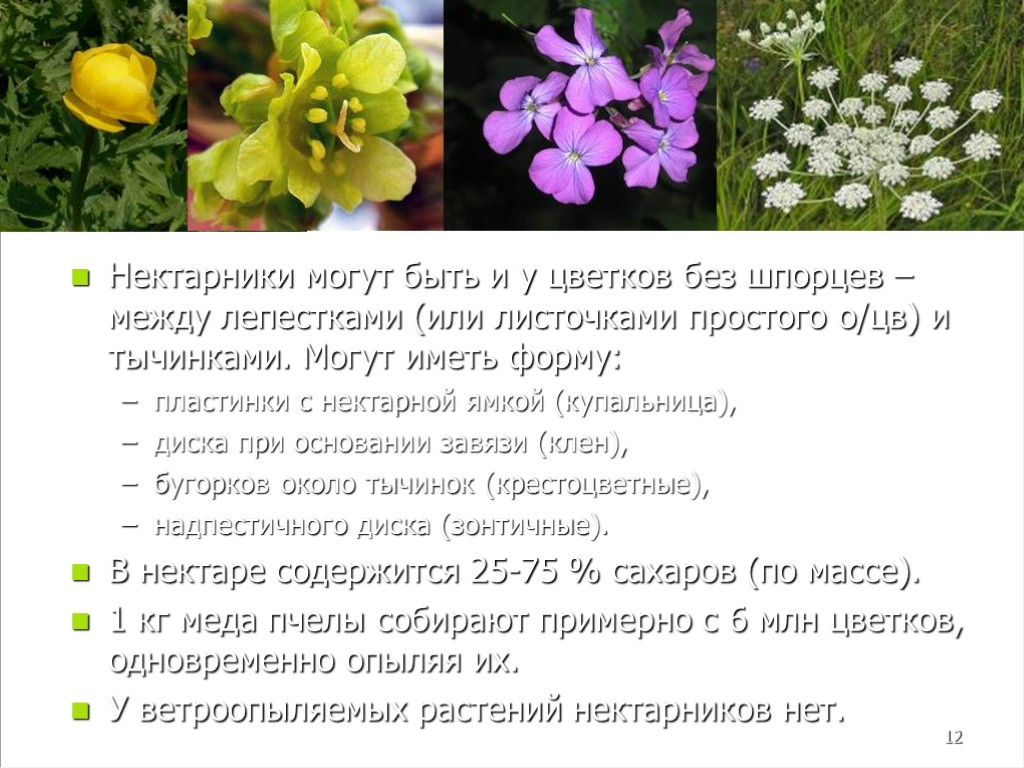 Цветки имеют нектарники. Шпорец у лютиковых. Нектарники шпорцы. Морфология растений с цветком. Шпорцы у растений.