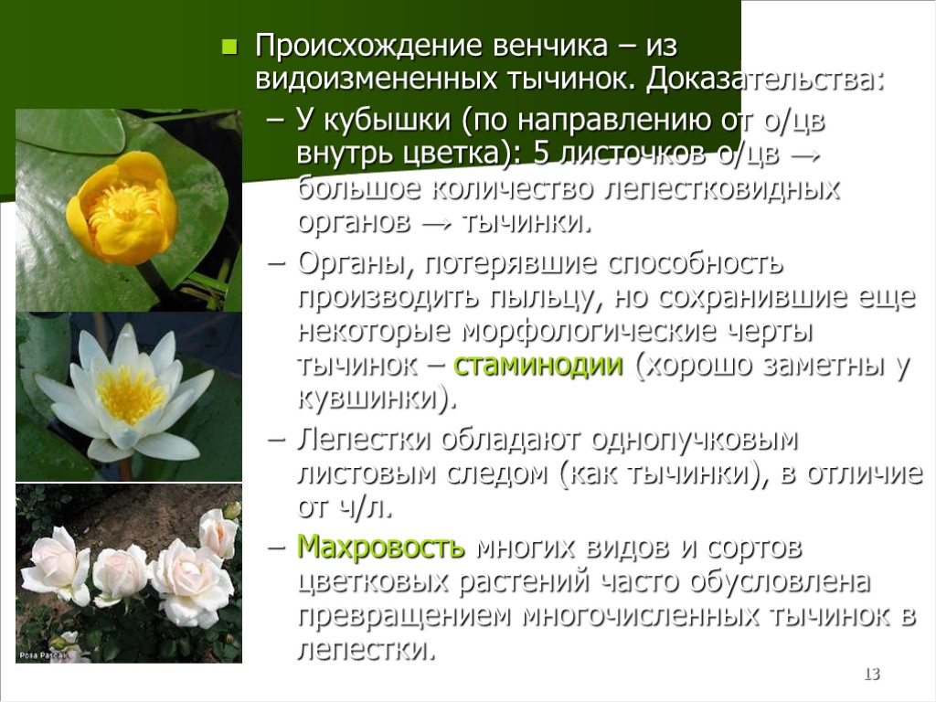 Функция венчика у цветка. Стаминодии в ботанике это. Происхождение венчика. Стаминодии цветка растений.