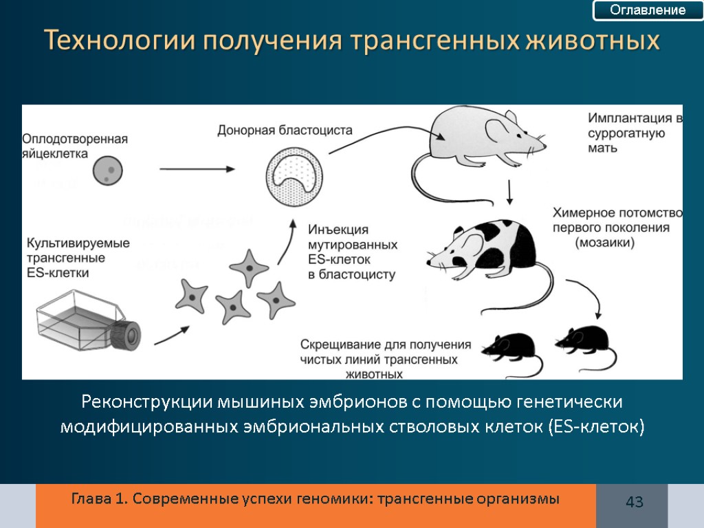 Химерные животные презентация