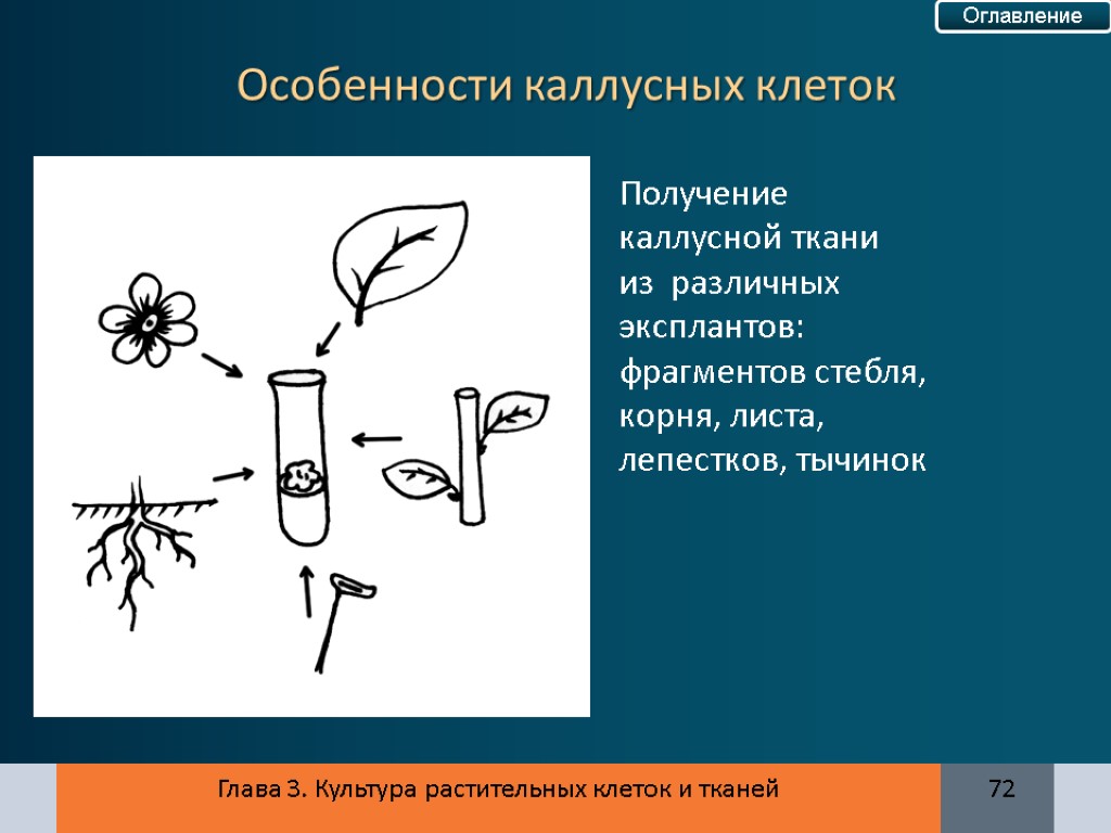 Общая схема получения культуры тканей не включает стадию