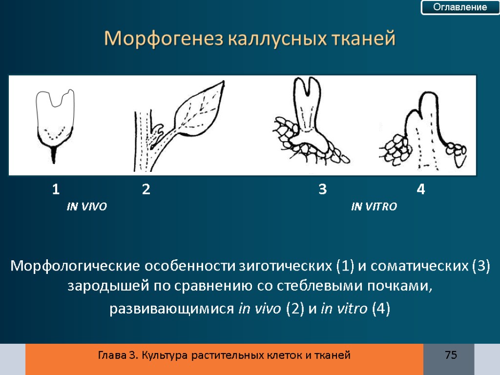 Морфогенез растений. Морфогенез в культуре каллусных тканей. Морфогенез примеры. Морфогенез цветка.