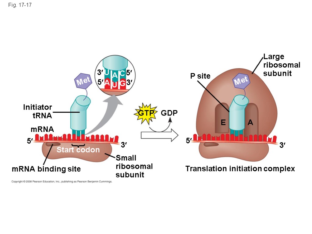 Chapter 17 From Gene to Protein. Overview: The