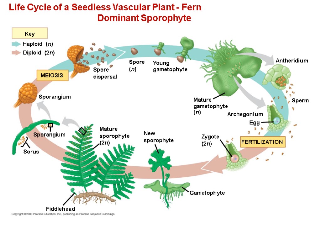 Chapter 29 Plant Diversity I: How Plants Colonized