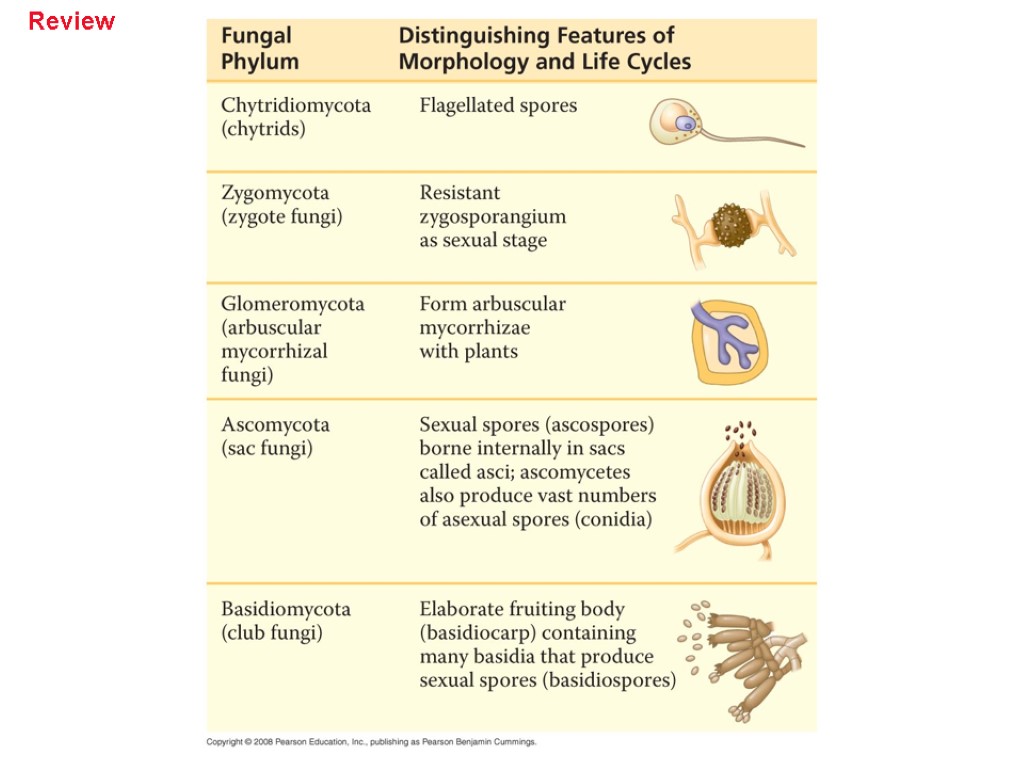 Chapter 31 Fungi Overview Mighty Mushrooms Fungi Are