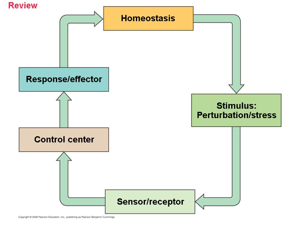 Reviews centered. Гомеостаз. Гомеостаз и стресс. Гомеостазис картинки. Гомеостаз и стресс рисунок взаимодействия.