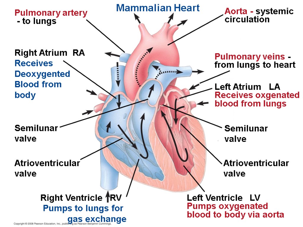 Circulation. Mammalian Heart. Pulmonary artery. Легочная артерия. Pulmonary and systemic circulation.