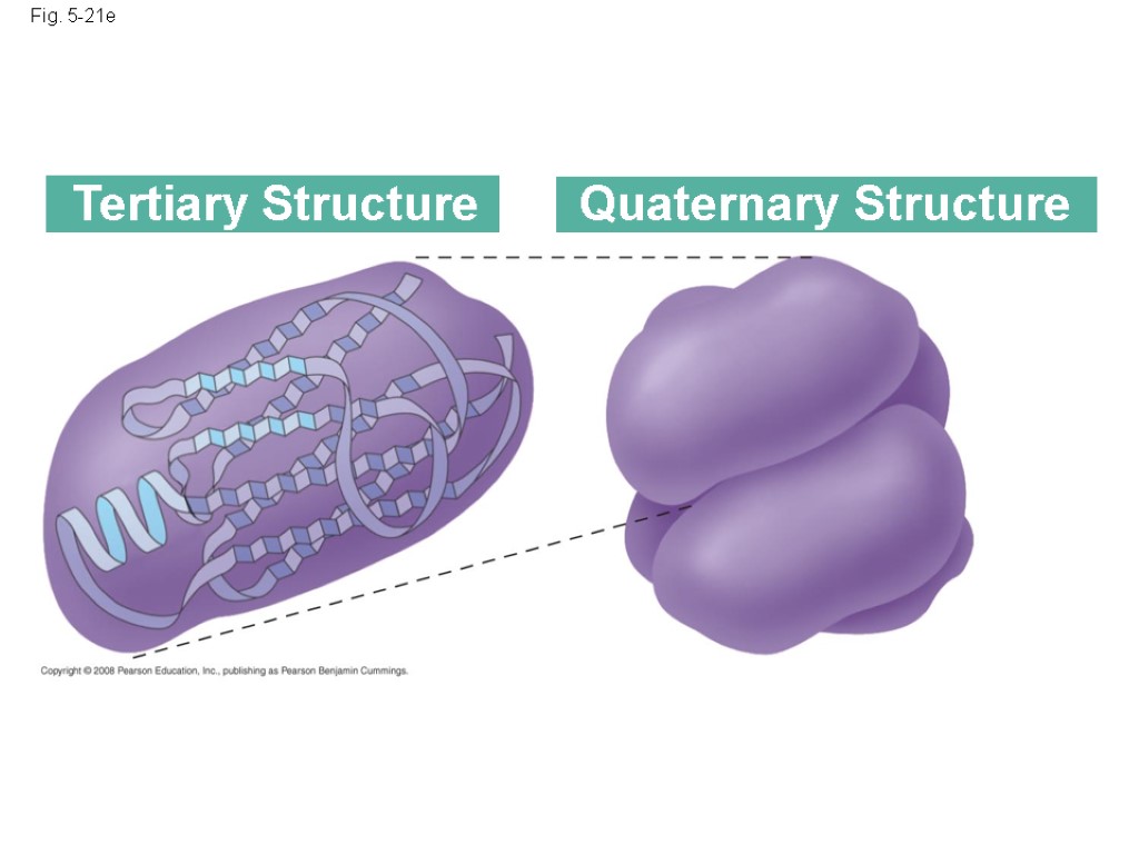 Chapter 5 The Structure and Function of Large