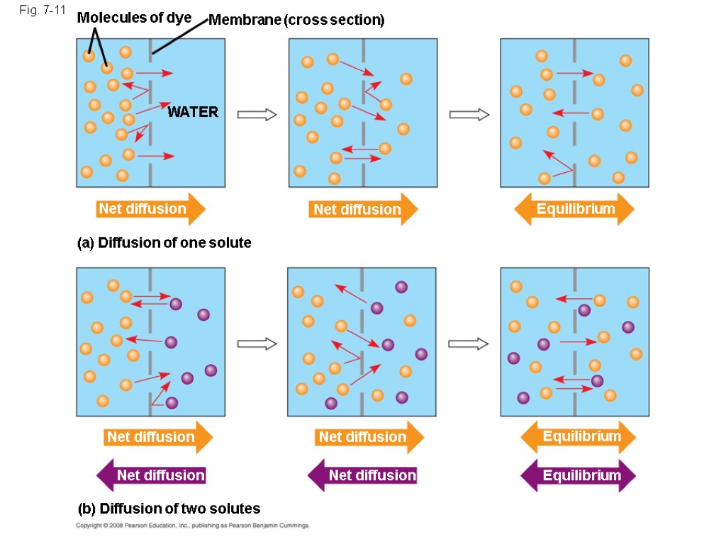 Молекула 11. Diffusion. Net diffusion это. Молекулярное перемешивание. Net diffusion of an ion это.