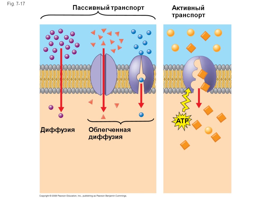 Презентация активный транспорт