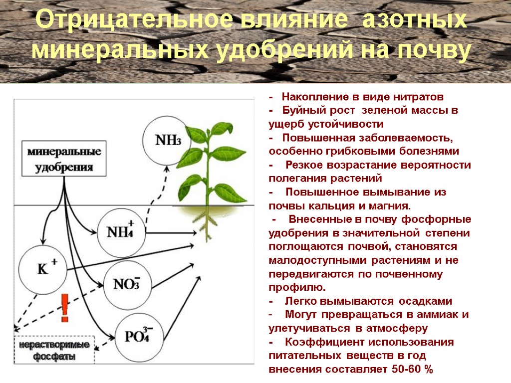 Почему при увеличении концентрации удобрений. Азотные удобрения влияние. Влияние азотных удобрений на растения. Влияние азотных удобрений на почву. Отрицательное влияние удобрений.