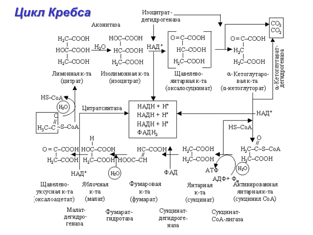 Цикл кребса схема