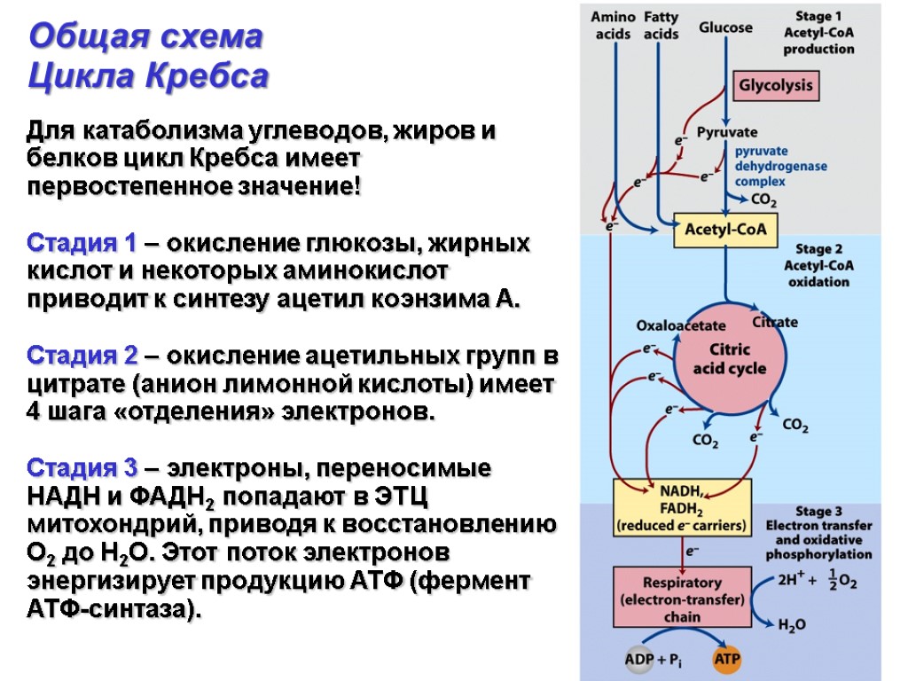 Цикл кребса биохимия кратко и понятно схема