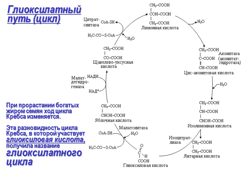 Биологическая роль цикла кребса