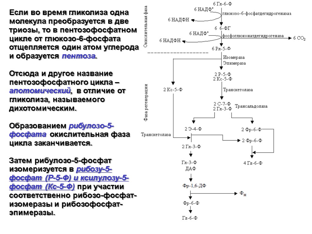 Молекулы глюкозы в процессе гликолиза. Пентозофосфатный путь транскетолаза. Гликолиз глюкозо 6 фосфата. Глюкозо 6 фосфат изомераза. Транскетолазы пентозофосфатного цикла.