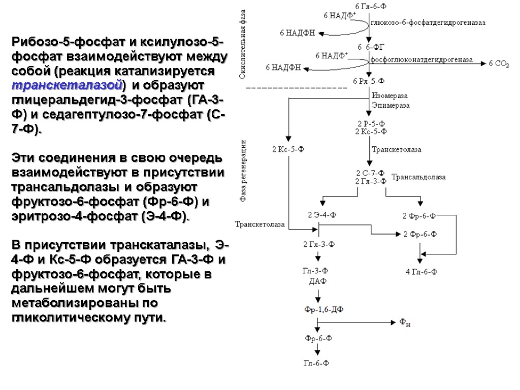 Рибозо 5 фосфат