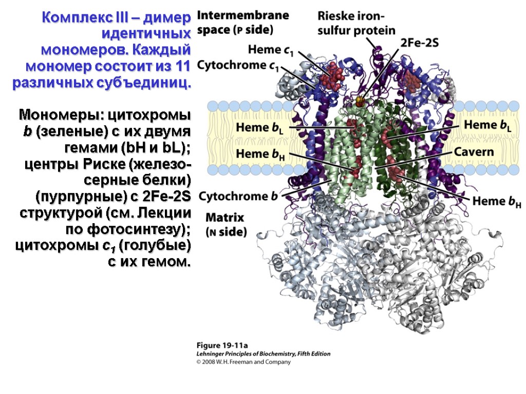 B s structure. Комплекс 3 состоит из железо-серного белка и цитохромов. Железосерный комплекс. Комплексом ⅲ. Цитохром-bc1-комплекс.