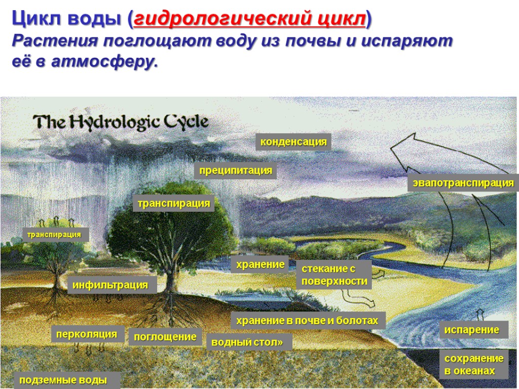 Растение поглощает воду но не испаряет. Гидрологические факторы. Эвапотранспирация растений. Испарение воды из почвы. Растения поглощающие воду из почвы.