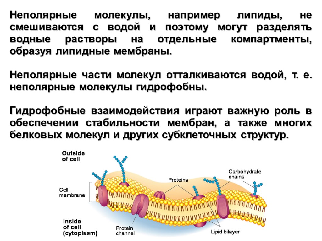 Липиды неполярные вещества. Неполярные молекулы. Вещества с неполярными молекулами. Неполярной является молекула:. Как определить неполярные молекулы.