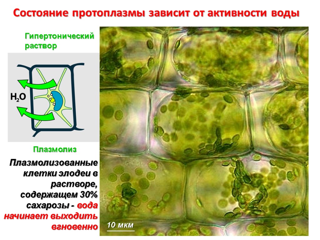 Вода в клетках растений