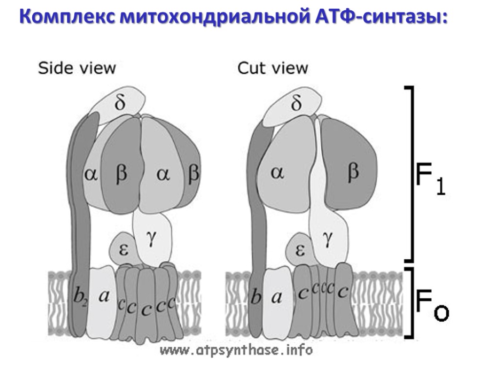 Строение атф синтазы. Строение АТФ синтазного комплекса. АТФ-синтаза прокариот. F1 комплекс АТФ синтазы. Структурно-функциональная организация АТФ-синтазы.