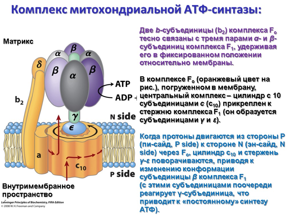 Фермент атф синтаза. Строение АТФ синтазного комплекса. Комплекс митохондриальной АТФ синтазы. АТФ синтаза f1 f0. F1 комплекс АТФ синтазы.