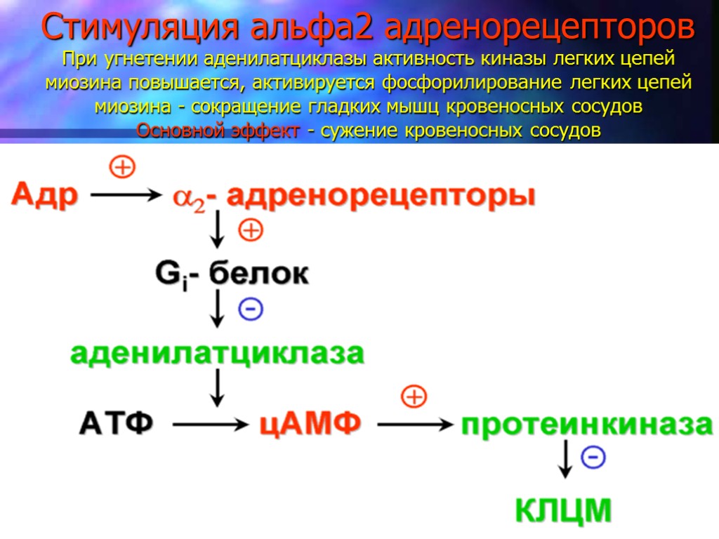 Второй альфа. Альфа 2 адренорецепторы gi белок. Альфа 2 адренорецепторы механизм. Стимуляция бета 2 адренорецепторов. Эффект стимуляции бета2-адренорецепторов.