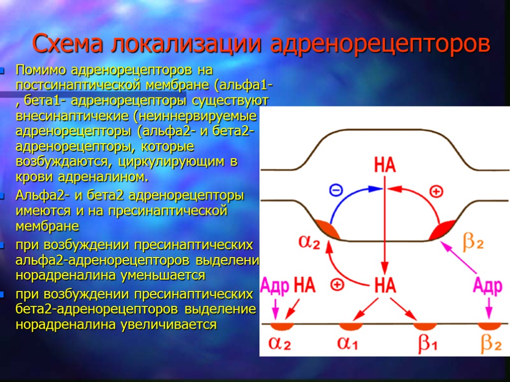 Б рецепторы. Адренорецепторы постсинаптической мембраны. Пресинаптические бета 2 адренорецепторы. Пресинаптические Альфа 2 адренорецепторы. Локализация в2 адренорецепторов.