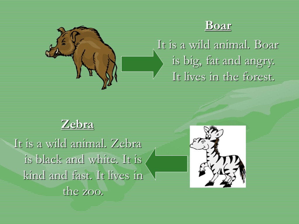Animals translate. Animals презентация. Wild animals презентация. Презентация animals domestic Wild. Wild and domestic animals тема.