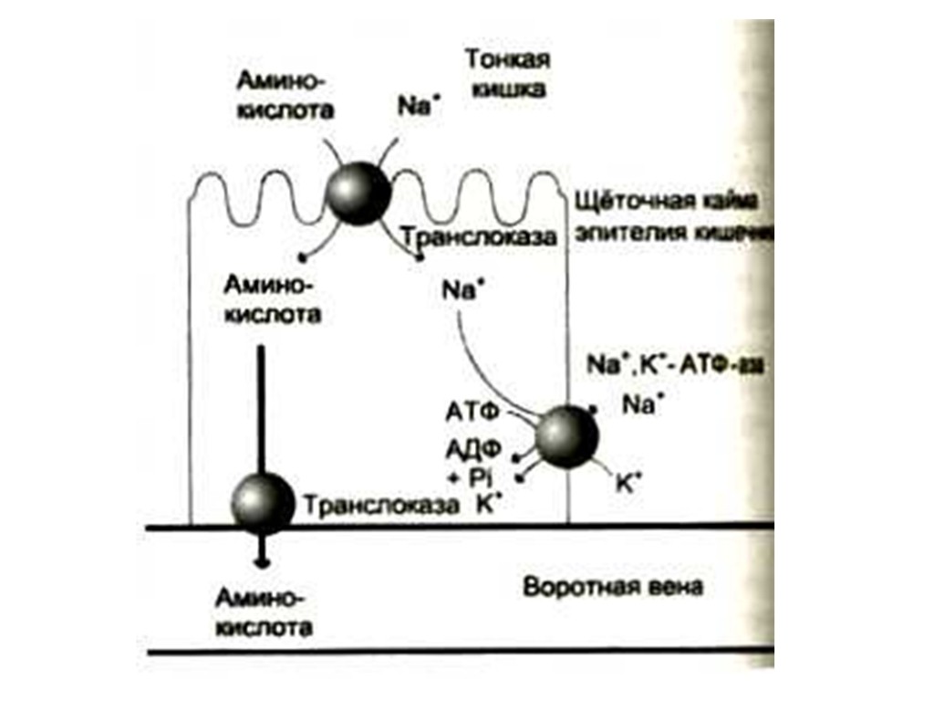Перенос аминокислот. Схема всасывания аминокислот в кишечнике. Механизмы всасывания белков физиология. Транспорт аминокислот через клеточные мембраны схема. Механизм всасывания аминокислот.