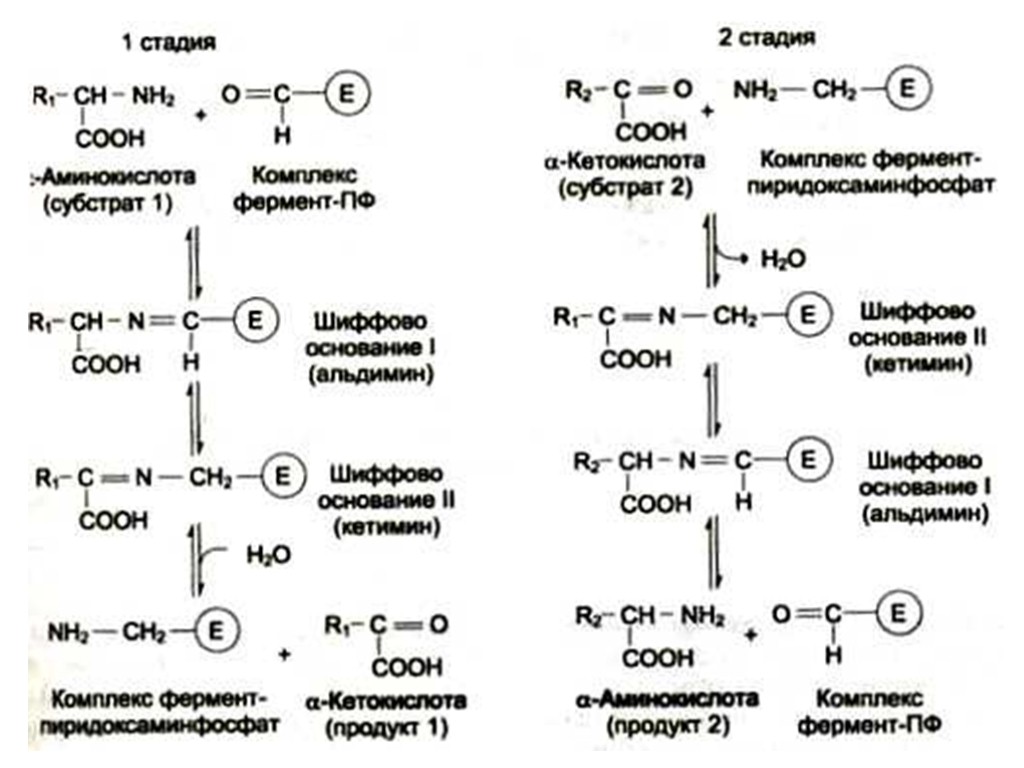 Синтез заменимых аминокислот. Трансаминирование ферменты. Реакция переаминирования аминокислот. Трансаминирование аминокислот реакции биохимия. Механизм трансаминирования аминокислот.