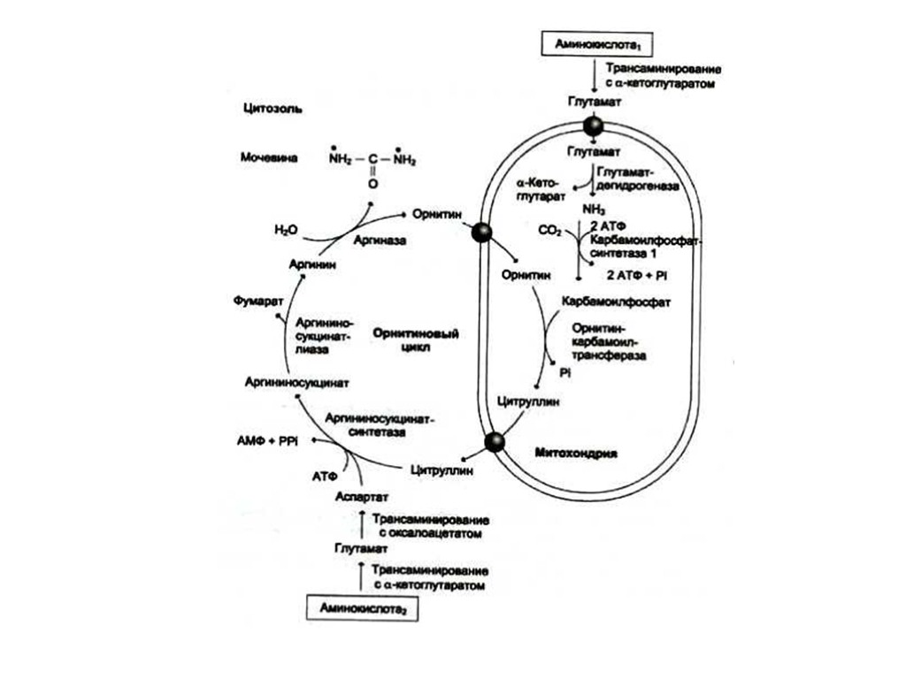 Цикл синтеза. Орнитиновый цикл биохимия аргинин. Синтез аргинина из глутамата. Биосинтез аргинина. Синтез белков в печени биохимия.
