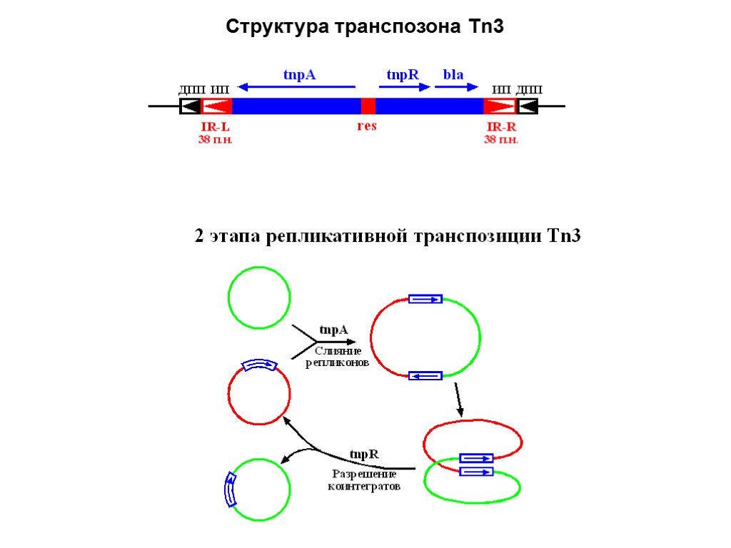 Структура транспозона Tn3.