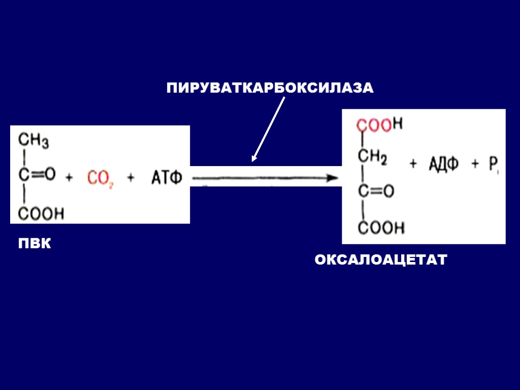 Реакция образования пировиноградной кислоты. Пируваткарбоксилаза глюконеогенез. Пируват оксалоацетат реакция. Кофермент Пируваткарбоксилазы. Оксалоацетат глюконеогенез.