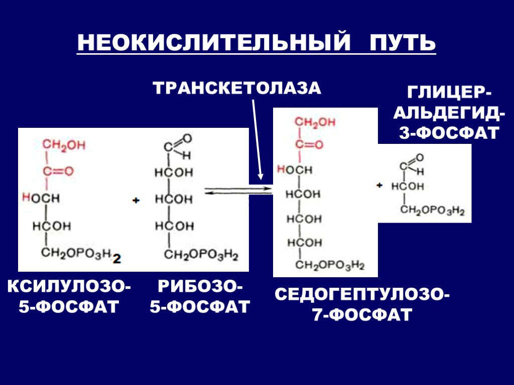 Путь реакция. Схема неокислительного этапа пентозофосфатного пути. Пентозофосфатный путь биохимия неокислительная стадия. Глюконеогенез и пентозофосфатный путь. Неокислительный этап пентозофосфатного пути.