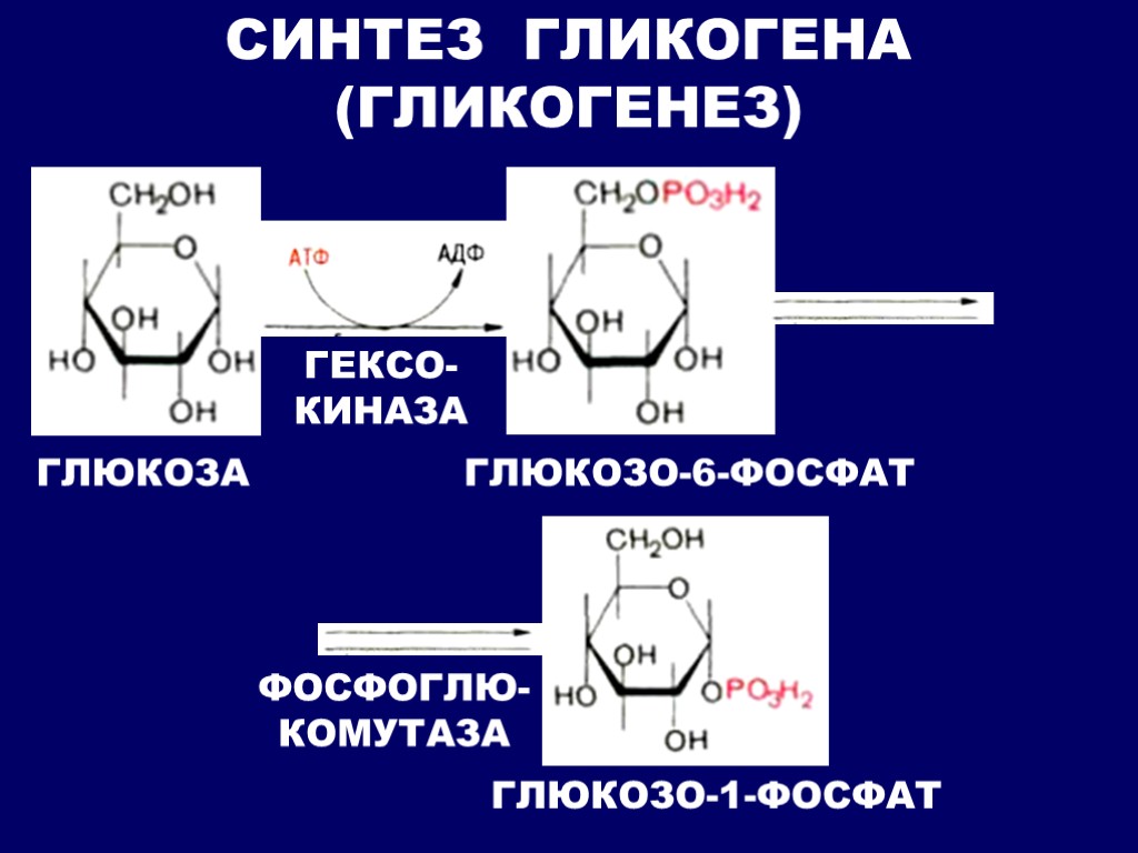 Образование гликогена в печени. Глюкозо 6 фосфат в глюкозо 1 фосфат. Синтез гликогена из глюкозо-1-фосфата. Синтез гликогена из глюкозо-6-фосфата. Реакция образования глюкозо 1 фосфата из гликогена.