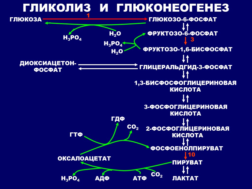 Схема глюконеогенеза из аминокислот