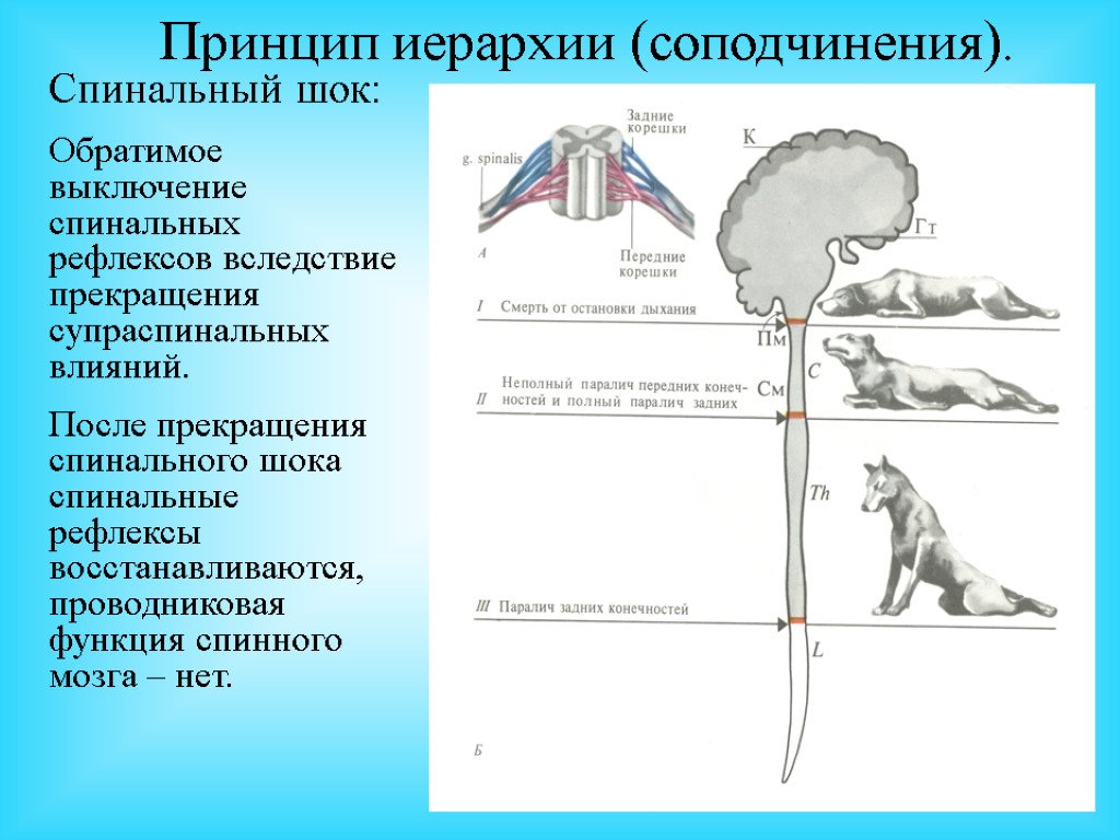 Спинальный шок презентация