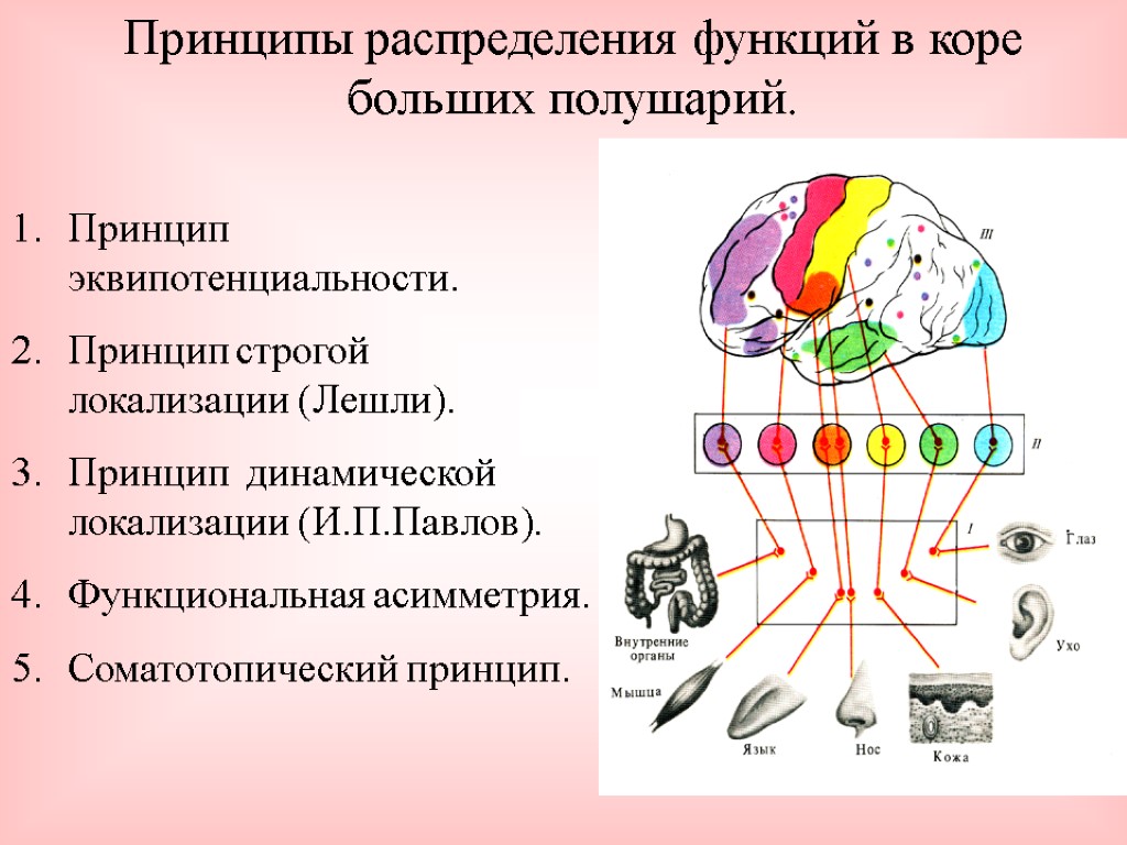 Рефлекторные центры головного мозга. Локализация функций в коре больших полушарий. Зоны коры головного мозга локализация функций. Центры коры больших полушарий анализаторов. Локализаия функийв коре больших полушарий.