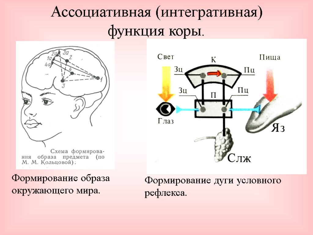 Механизм формирования дуги условного рефлекса. Дуга условного рефлекса схема.