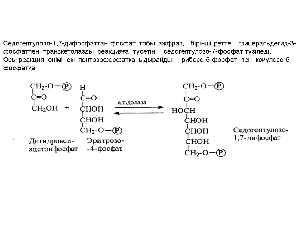 Рибозо 5 фосфат