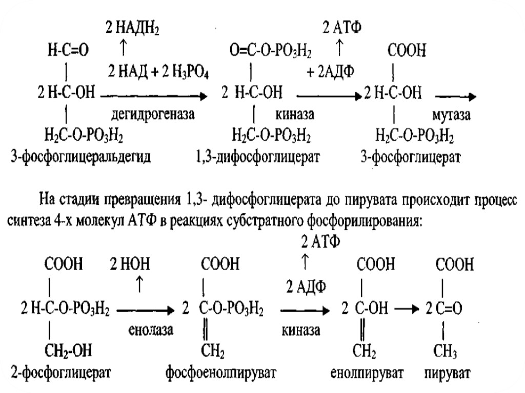 Распад глюкозы. Аэробный дихотомический путь. Дихотомический путь аэробного окисления Глюкозы. Аэробный дихотомический распад Глюкозы. Дихотомическое анаэробное окисление Глюкозы.